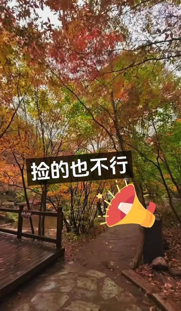 扬帆证券 辽宁一景区禁止游客捡枫叶 保护自然环境