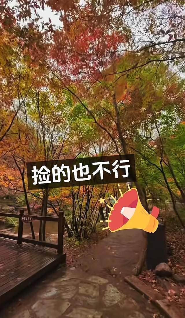 辽宁一景区禁止游客捡枫叶